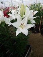 [4280 Severn Mak No01.JPG]